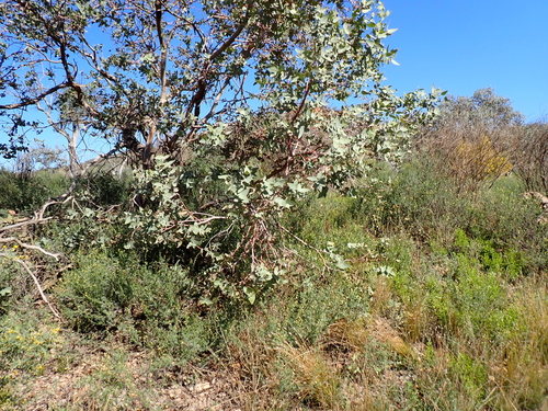 Eucalyptus gillii, photograph 6