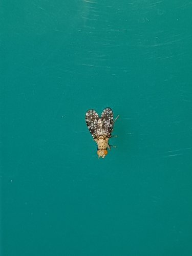 Spotted Marsh Fly