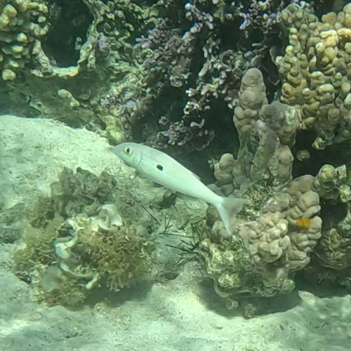 Yellowstripe goatfish
