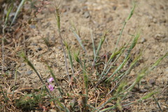 Aegilops triuncialis