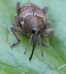 Curculio nucum