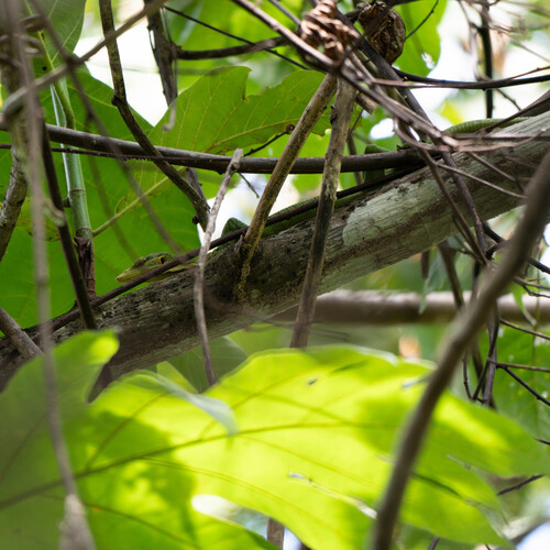 Varanus prasinus observed 2026-07-20