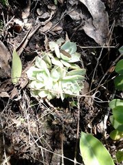 Echeveria simulans