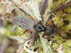 Bibio palliatus