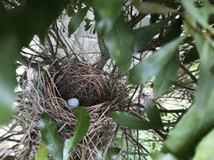 Cardinalis cardinalis