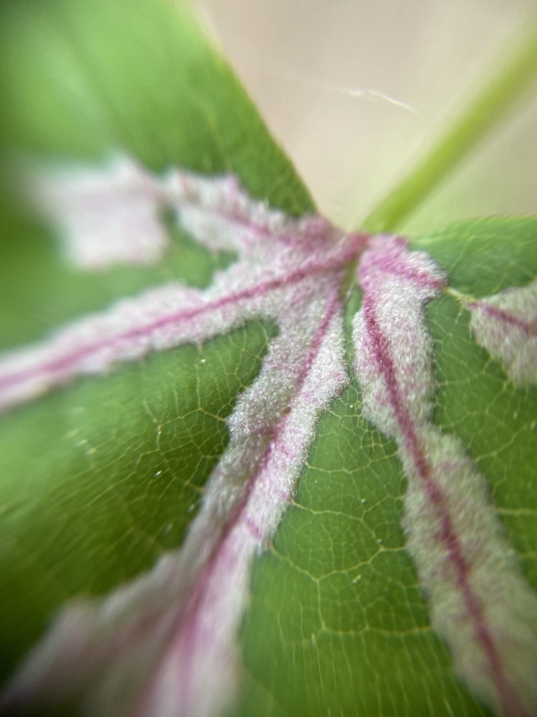 Lime Felt Gall Mite
