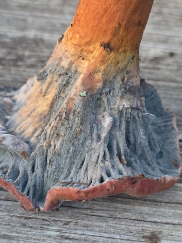 Brownish Chroogomphus