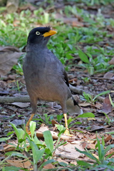 Acridotheres javanicus