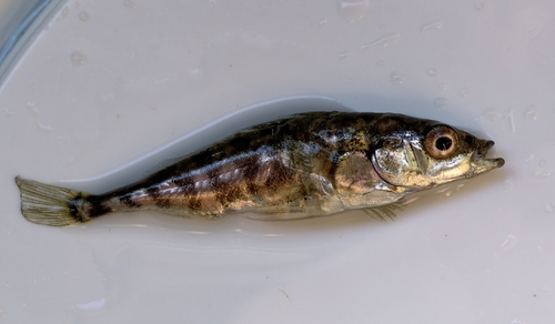 Threespine Stickleback