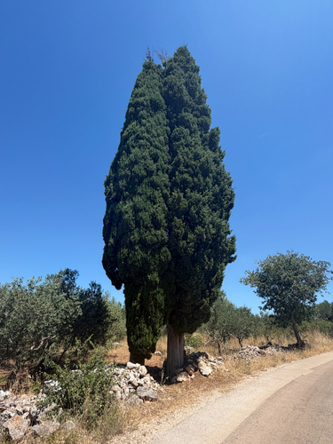 Cupressus sempervirens, photograph 5