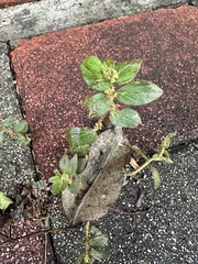 飛揚草