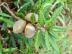 Lithocarpus quercifolius