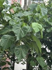 血桐