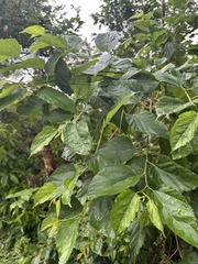 小葉桑