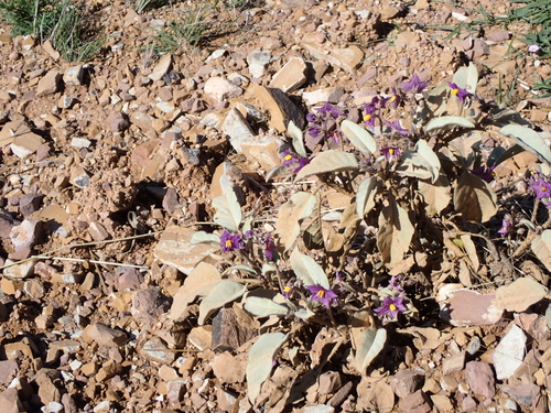 Solanum quadriloculatum