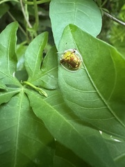甘薯梳龜甲