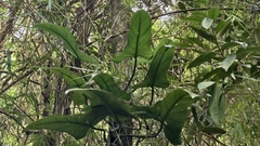 Philodendron hastatum