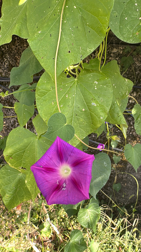 common morning-glory