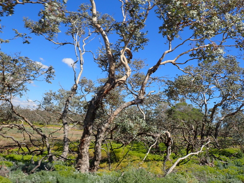 Eucalyptus gillii