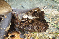 Opsiphanes tamarindi