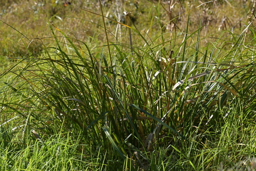 Cyperus ustulatus, photograph 2