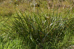 Cyperus ustulatus, photograph (c) Christopher Stephens, some rights reserved (CC BY-SA)