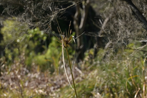 Cyperus ustulatus, photograph 3