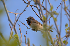 Luscinia svecica svecica