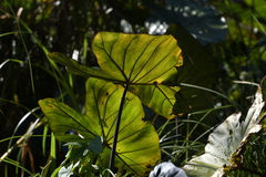 Colocasia fontanesii