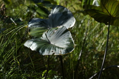 Colocasia fontanesii, photograph (c) Christopher Stephens, some rights reserved (CC BY-SA)