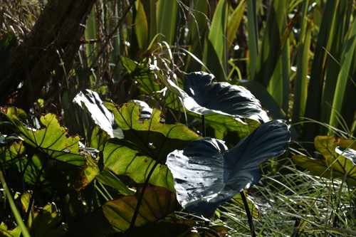 Colocasia fontanesii, photograph 2