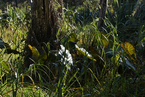 Colocasia fontanesii, photograph 3