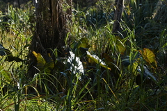 Colocasia fontanesii, photograph (c) Christopher Stephens, some rights reserved (CC BY-SA)
