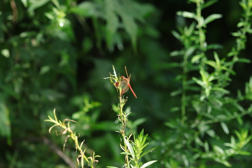 Banded Darter