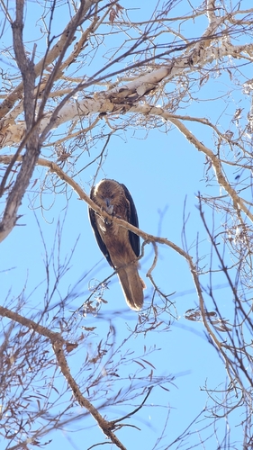 Whistling Kite