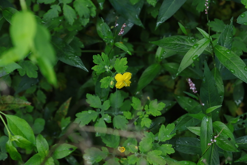 Asian celandine