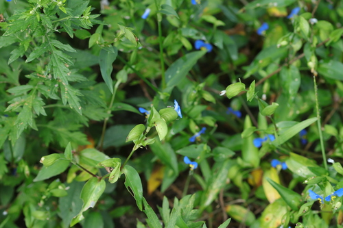 Asiatic dayflower