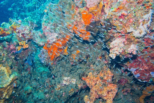 Spotted glass cardinalfish (Rhabdamia spilota) — Apogonidae — 3