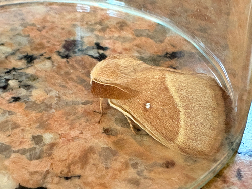 Grass Eggar