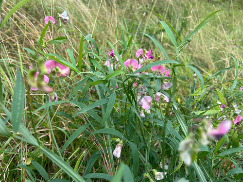 Narrow-leaved Everlasting-pea