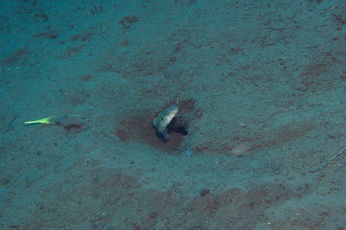 Vanderhorstia ambanoro observed 2026-09-02