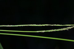 Entolasia marginata