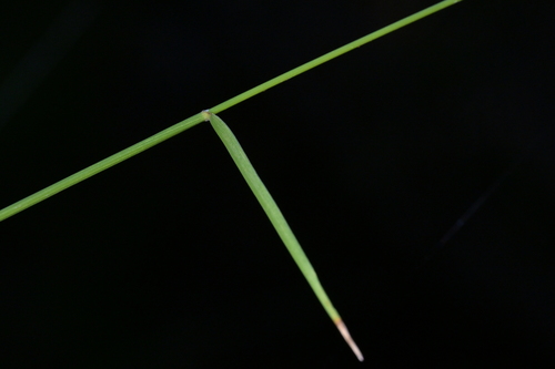 Entolasia marginata, photograph 1