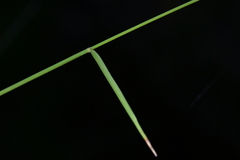 Entolasia marginata, photograph (c) Christopher Stephens, some rights reserved (CC BY-SA)