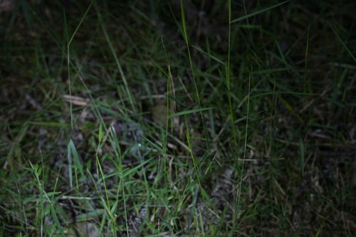 Entolasia marginata, photograph 4