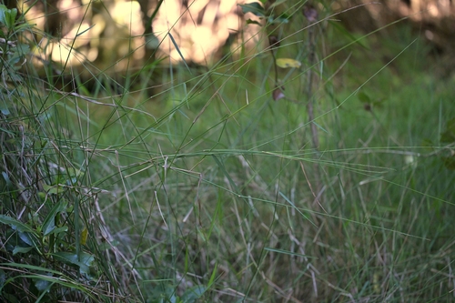 Entolasia marginata, photograph 2