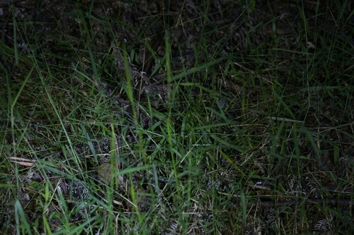 Entolasia marginata, photograph 3