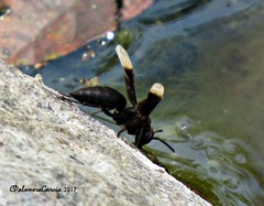 Parachartergus apicalis