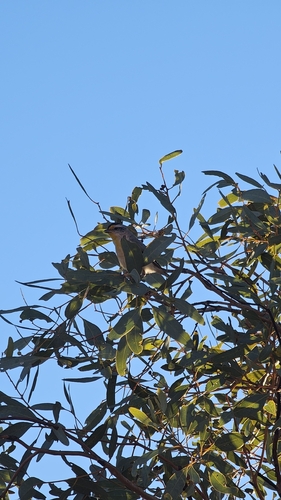 Western Striated Pardalote