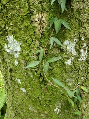 Bignonia capreolata image